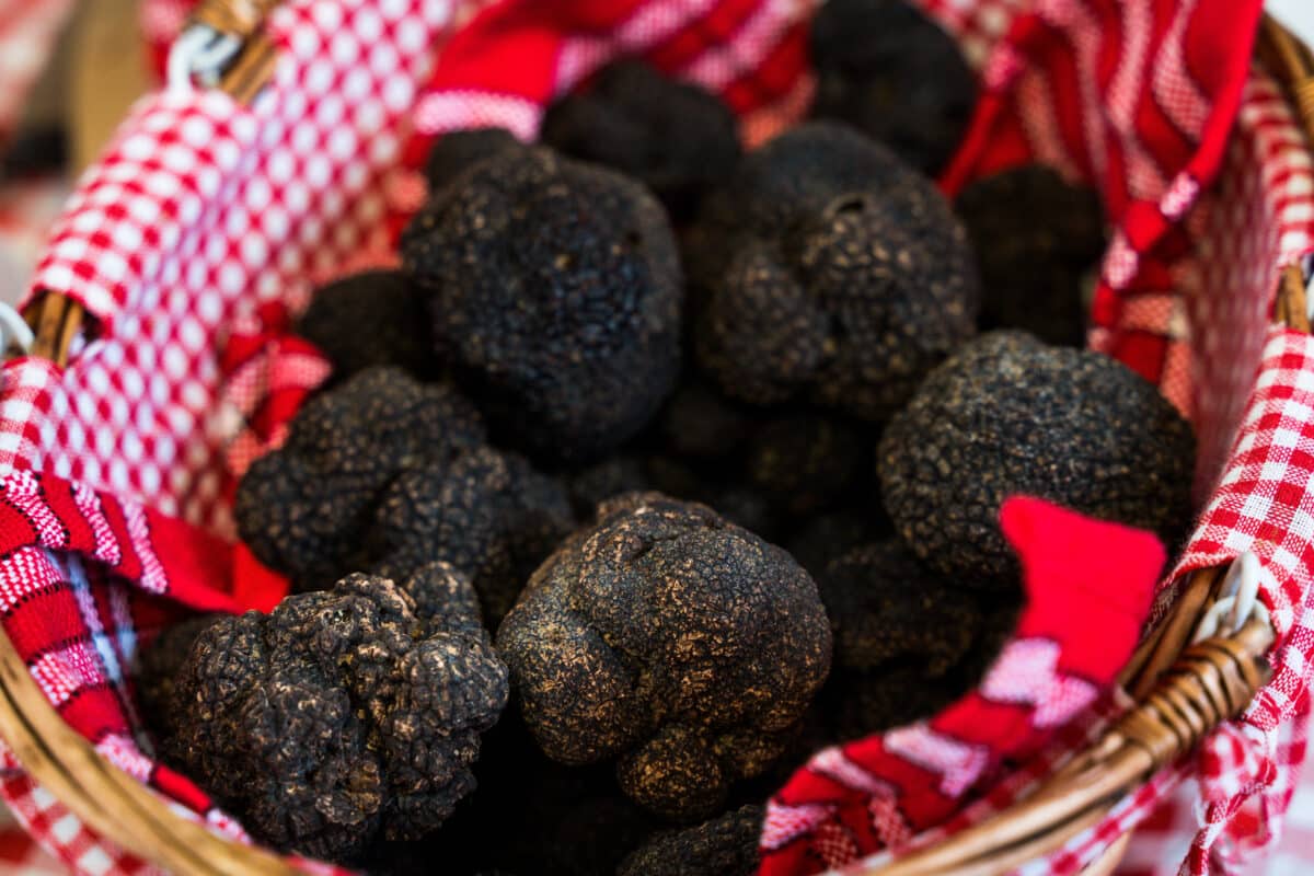 Truffe noire du Quercy sur le marché de Gourdon - Gastronomie de luxe Lot et Dordogne.